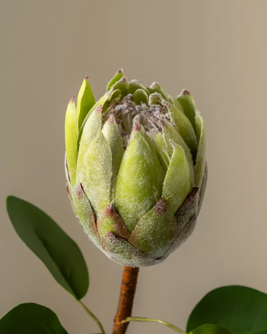 Hovedbilde King Protea Green