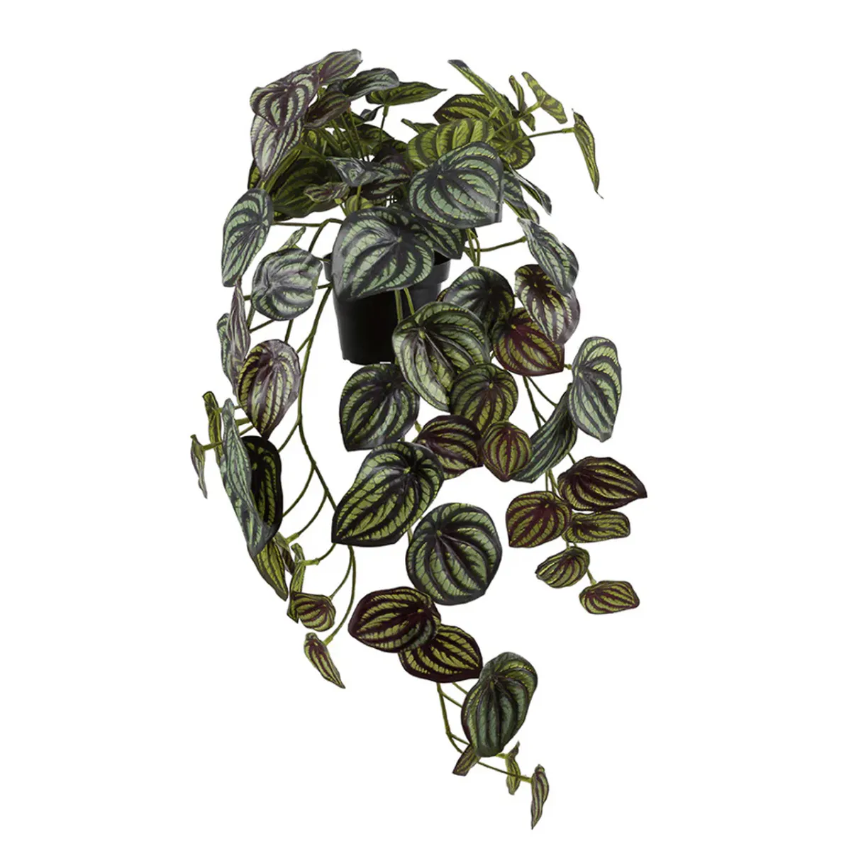 Mr.Plant Peperomia 45cm