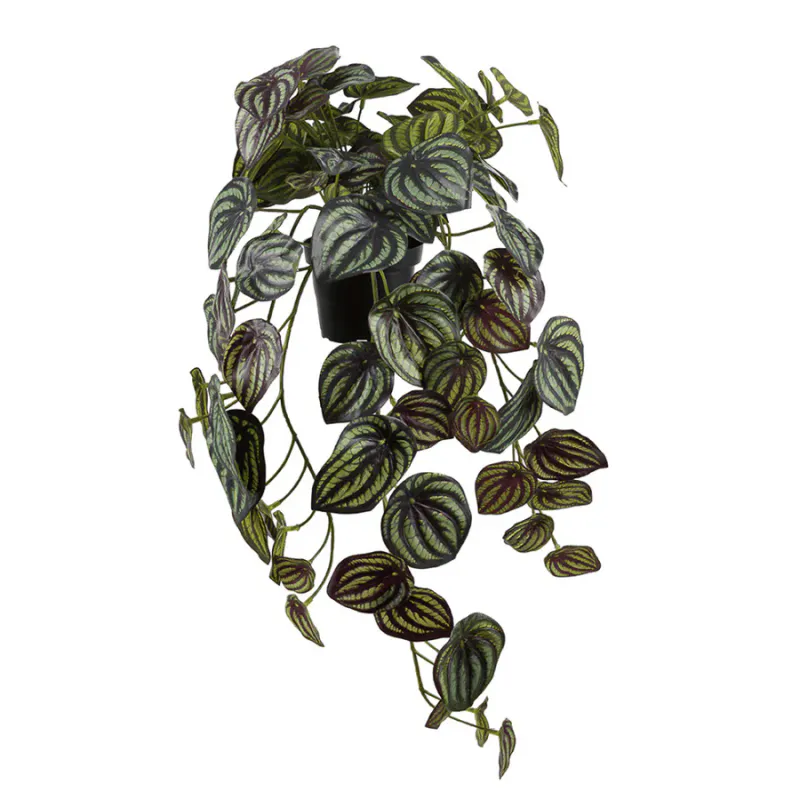 Mr.Plant Peperomia 45cm