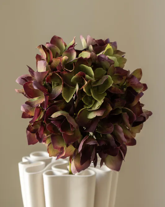 Hovedbilde Hydrangea Burgundy Green