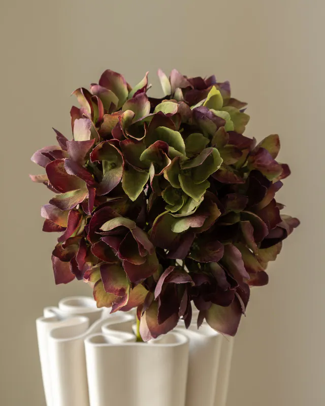 Hydrangea Burgundy Green