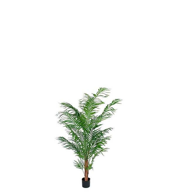 Hovedbilde Areca palm