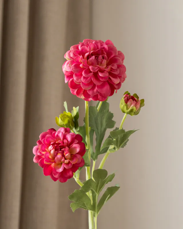 Dahlia