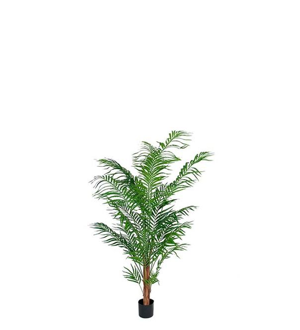 Hovedbilde Areca palm