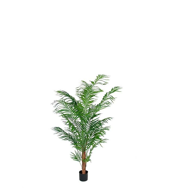 Areca palm